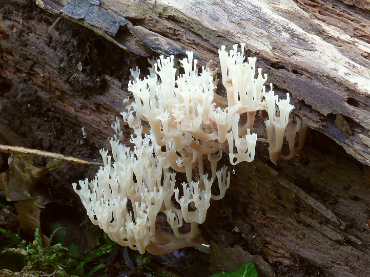 P1130951 ArtomycesPyxidata cc crp sm